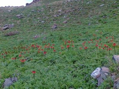 لاله های واژگون روستای قوزلو