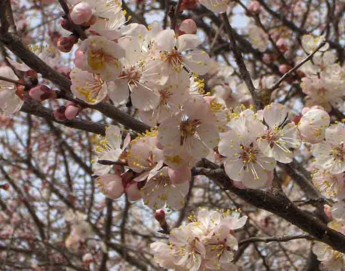 تصویری زیبا از شکوفه های زردآلو